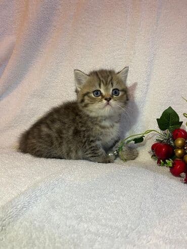 pisi: Britan, Dişi, Yaxşı əllərə, Ünvandan götürmə — 1