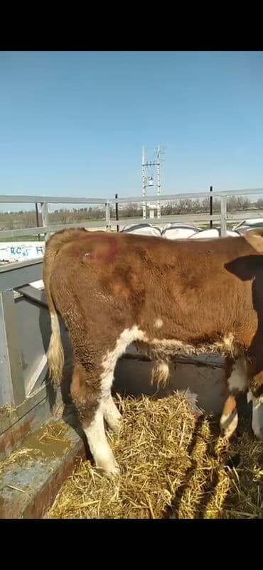 Mercedes-Benz: Satışda: ətlik istiqamətli dana - Cins tipi: Simmental qarışığı — 9