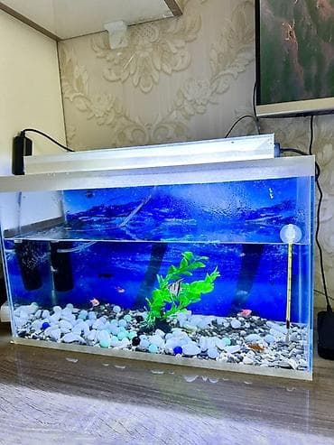 akvaryum satış: 12 cure baliq var icinde.herbirwey var Akvaryuma aid.dest olaraq — 3