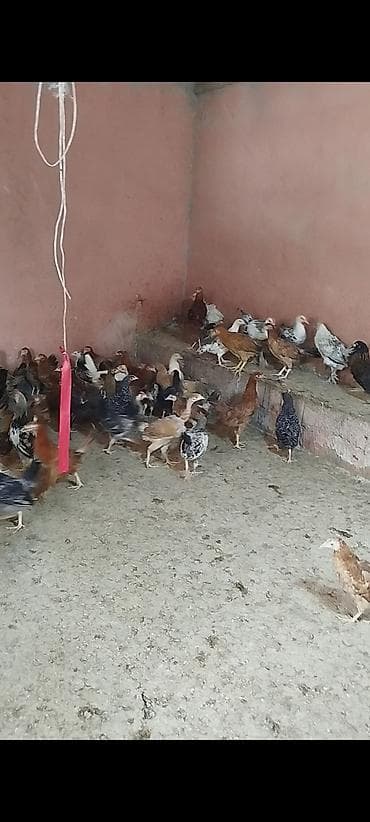 kend colpaları: 4 ayının içində olan superaktiv kənd çolpaları satılır, kəsməli təbbi — 7