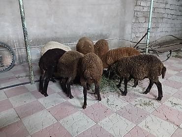erkək quzular: 9 baş tam sağlam quzular satılır erkeydə var dişidə var qiymətlər — 3