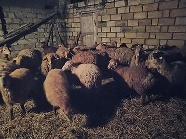 xudat heyvan satışı: 12 baş balalı,5 baş şeg, ümumi sayı 29 — 8