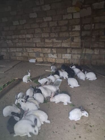 dovşanlar: Məhsul: Ev şəraitində saxlanılan çoxsaylı dovşanlar Təsvir: - Ağ — 1