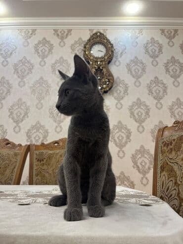 британская голубая кошка: Русская голубая — 3