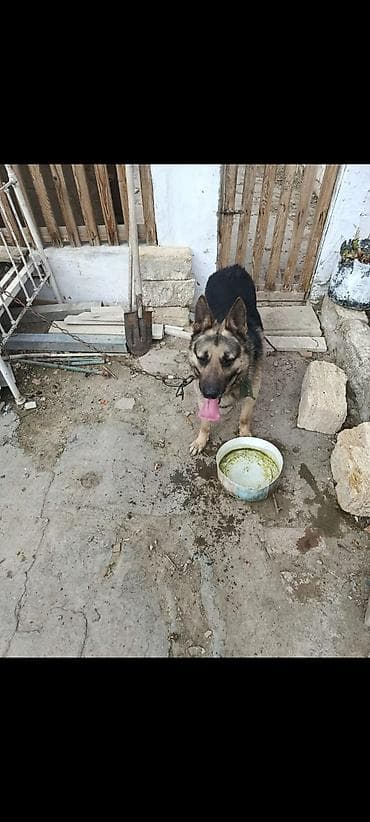 etibarli əllərə verilir: Alman çoban iti, Erkek — 2