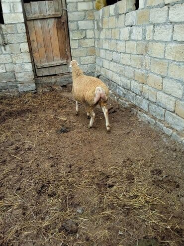 qurbanlıq qoyun: Saxaraya qoyun – yağlı quyruqlu tip. - Cins/Tip: Yağlı quyruqlu yerli — 5