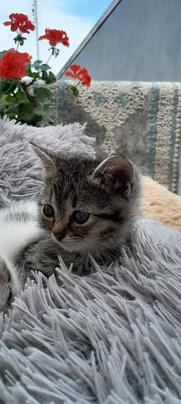 meykun pisik: Tabbi, Yaxşı əllərə — 1