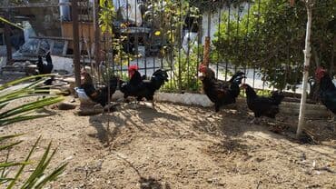 sultan toyuqlar: Toyuq, Australorp, Damazlıq, Ünvandan götürmə — 5