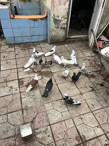 Ev göyərçinləri dəsti - Növlər və rənglər: ağ, qara, boz, qara-ağ lalafo.az -da Ev göyərçinləri dəsti - Növlər və rənglər: ağ, qara, boz, qara-ağ