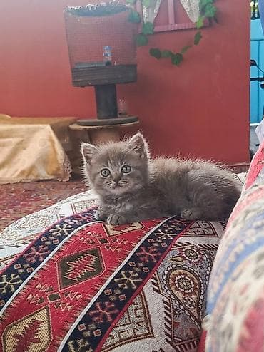 it bala: Şotland uzun tüklü — 1