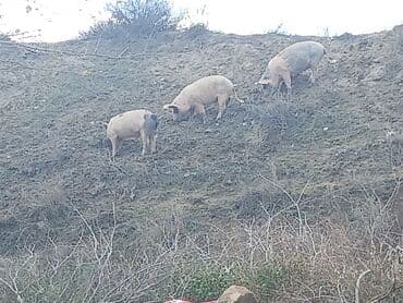купить хамелеона в баку: Satılır: donuzlar (bir neçə baş)kəsilir əti verilir.cölləmə — 1