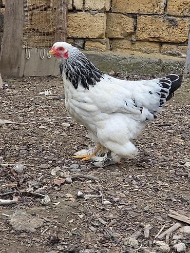 Salam yalnız barter olunur Allah bütün oruc tutanların orucların qəbul — 1