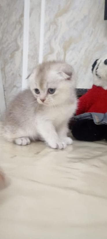 Şotland yastı qulaq — 2