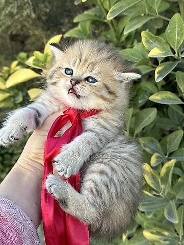 Британская