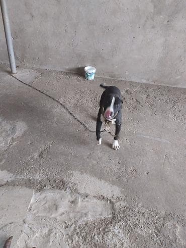 İtlər: Pitbul, 2 ay, Erkek, Peyvəndli, Ünvandan götürmə — 8