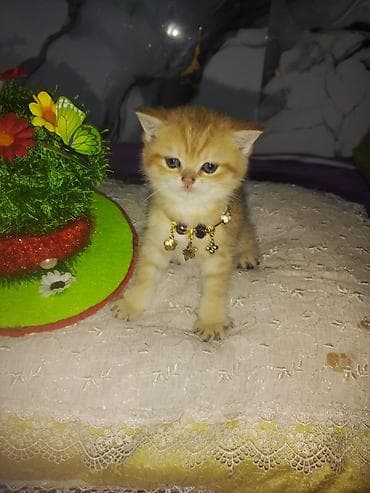 tovuz quwu: Britan — 6