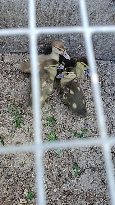 Digər quşlar: Lal ordek balalari satilir 6m 17m 22m manata ordekler var ayliga — 4