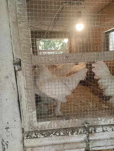 ördek fiyatları: Toyuq, Damazlıq — 3