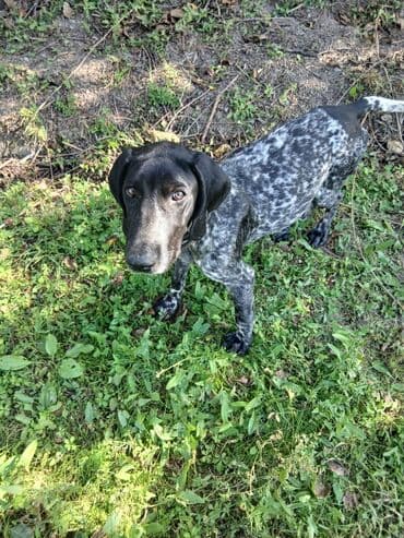 çubus it: Курцхаар, 6 месяцев, Самка, С прививками, Самовывоз, Платная доставка — 2