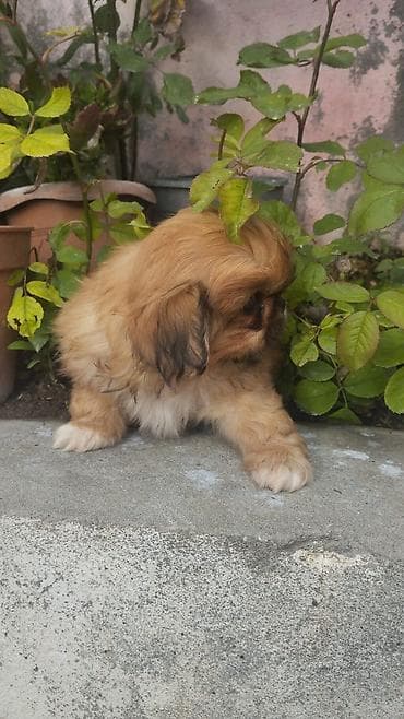 papuqay type 1: Pekines, 2 ay, Dişi, Ünvandan götürmə — 4