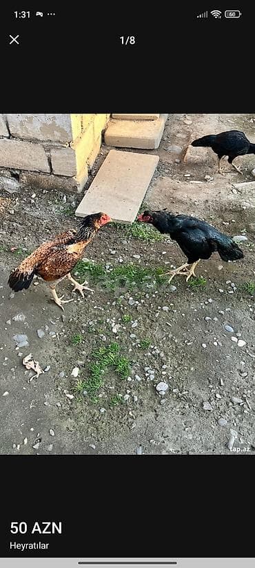 Salam maşallah temiz qan Patel qiymət 60manat ayağı ağır olumludu — 2