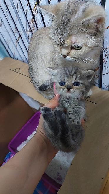pişiy cantası: Şinşilla, Erkək, Dişi, Yaxşı əllərə, Ünvandan götürmə, Ödənişli çatdırılma — 7
