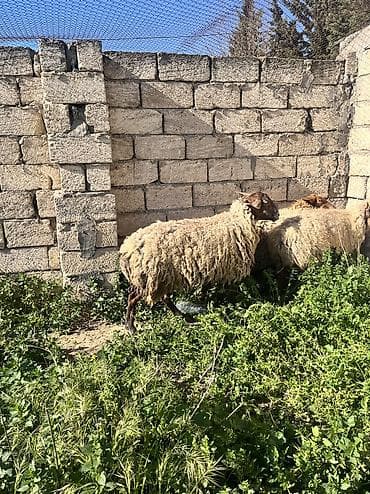 buzov satisi: Kəskilik qoyunlar satılır yaxşı kökdülər ünvan kürdəxanı kəndi.Qiymət — 4