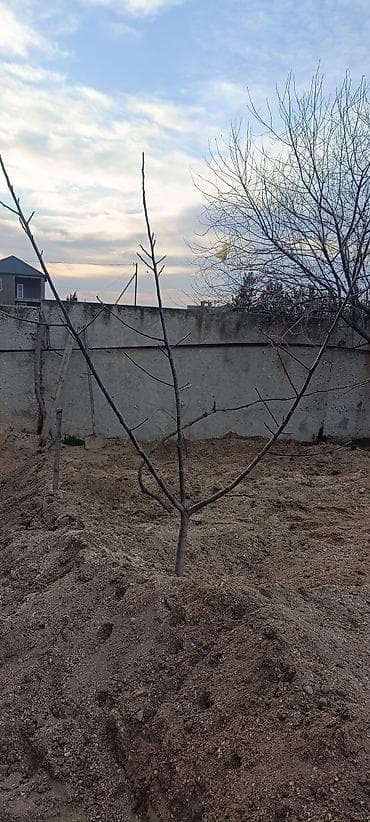 Qoz ağacı - Meyvə ağacı tingləri – bağ və həyətyanı sahələr üçün -