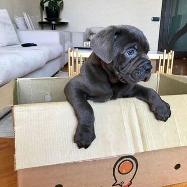 sibir xaskisi iti: Kane-Korso — 7