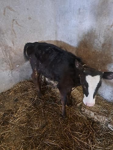 7 aylıq danadı. İvanovka cinsidi . Anası 18-19 litr süd verir