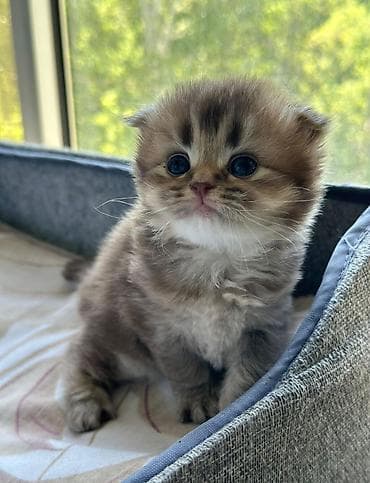 alman avcarkasi satilir: Alman çoban iti, 2 ay, Erkek — 5