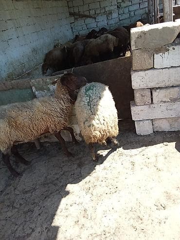 Qoyunlar satılır 3 dənəsi 1.100 manata real alıcıya endirim olacaq — 6