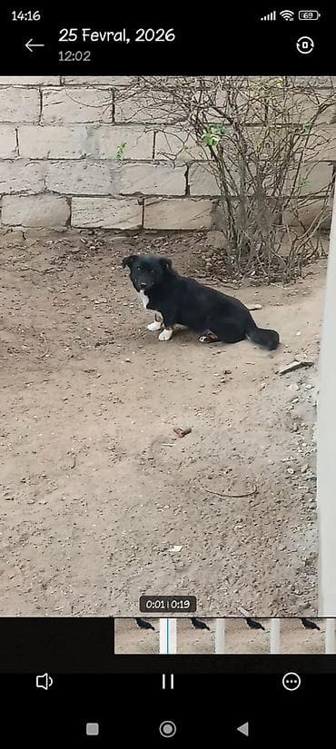 qaz balasi nece gune cixir: 8 ay, Erkek, Peyvəndli, Ödənişli çatdırılma — 2