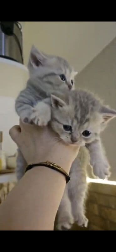 pişiklər üçün: Britan, Yaxşı əllərə — 3