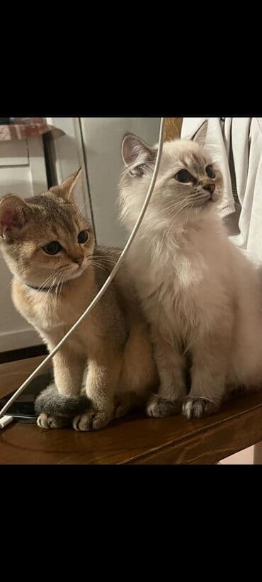 pişik yuva: Erkək, Yaxşı əllərə, Ödənişli çatdırılma — 1