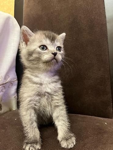 pişim: Boz tüklü, qısa tüklü balaca pişik balası. - Rəng: tüstü-boz, zolaqlı — 6