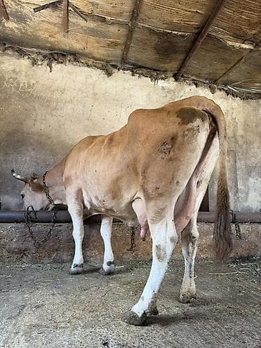iney: 13 litir süd verir 1 aydı dogub 3 qarına dogub balası dişdi — 2