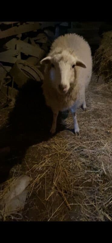 Gəmiricilər: Saglam heyvandır Dişi quzudur Pula ehtiyac olduğu ucun satılır Diri — 4