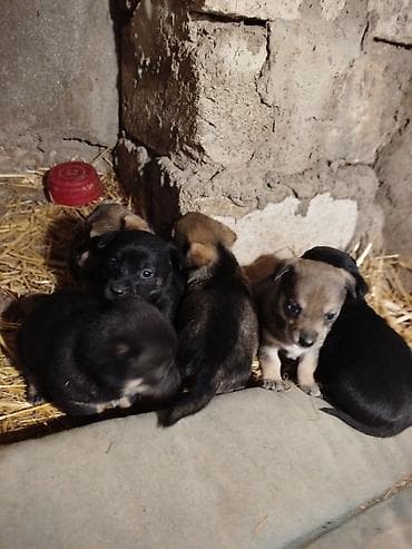 coban itlerin satisi: Əla növ qulaği sallağ zvanoklar satilir 7 ədəd di 3 həftəlikdirlər — 3