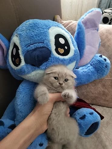 boz pişik: Şotland — 1