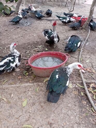 Gəmiricilər: Ördəklər — 8