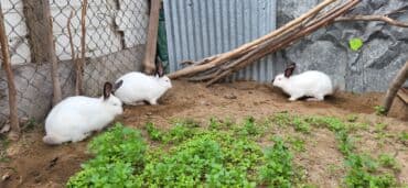 dovşanlar: Təmiz Kaliforniya 5 ədəddi 2 si erkəy 3 dişi dekabırda balalıyacaqlar — 10