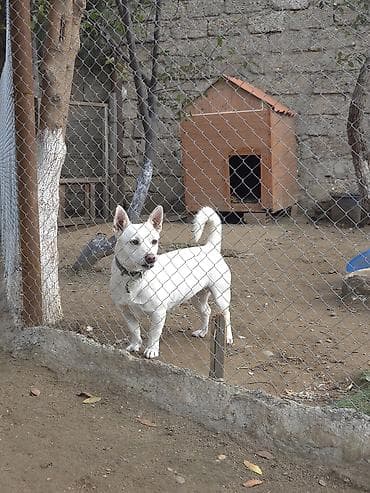 tula: Təmiz saf qan dişi zvanok satılır 2 yaşı var 1 qarın bala verib — 1