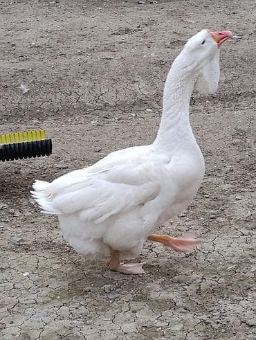 Ağ rəngli qaz - Cins: ağ yerli qaz - Rəng: tam ağ lələklər, narıncı