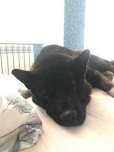 it satislari: Akita-inu, 4 il, Erkek, Sənədli, Ödənişli çatdırılma — 5