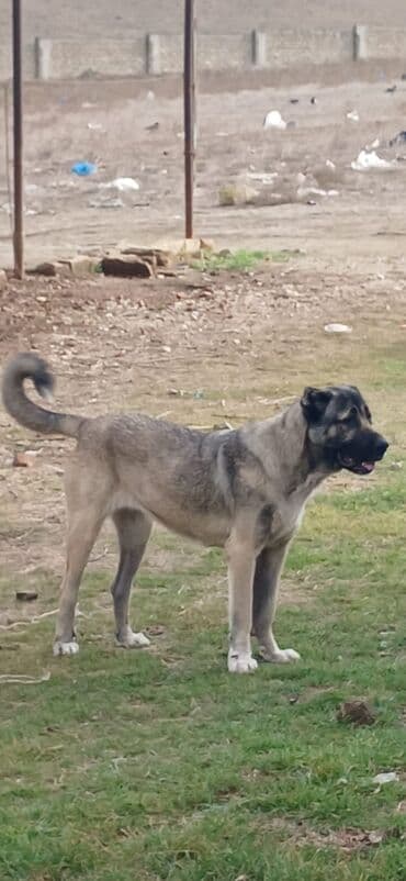 Kanqal, 1 il, Dişi, Peyvəndli, Rayonlara çatdırılma