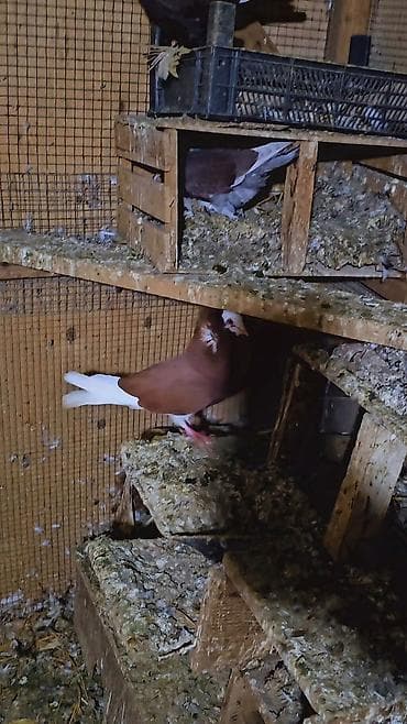 lal ordək yumurta: Qırmızı-ağ rəngli dekorativ göyərçin - Növ: dekorativ/şou tipli — 2