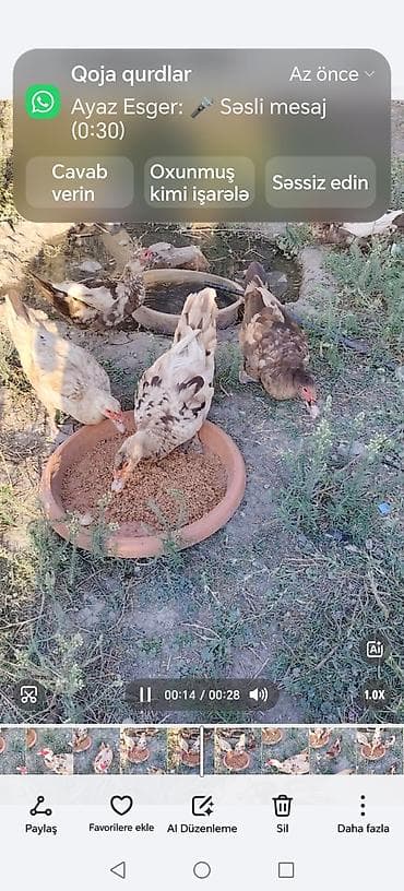 danisan qus: Məhsul: Ev quşları – ördəklər və toyuqlar Təsvir: - Foto və — 3