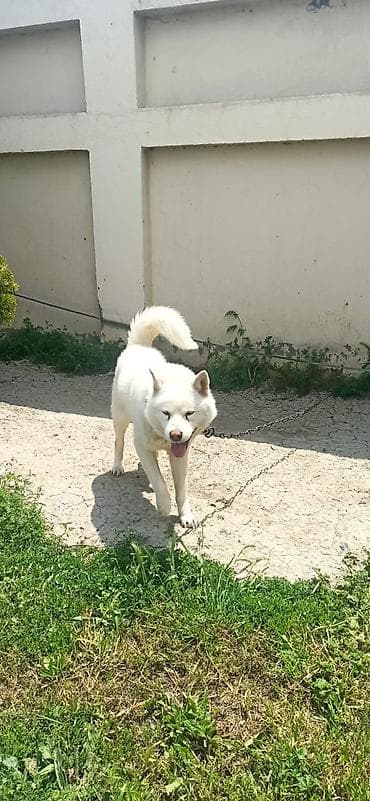 tap az heyvanlar itler: Akita erkek cütleşdiliri Ağ tüklü, orta-böyük ölçülü it — 2