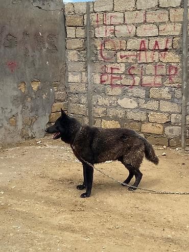 kanqal satisi: Alman çoban iti, 3 il, Erkek, Peyvəndli, Ünvandan götürmə — 4